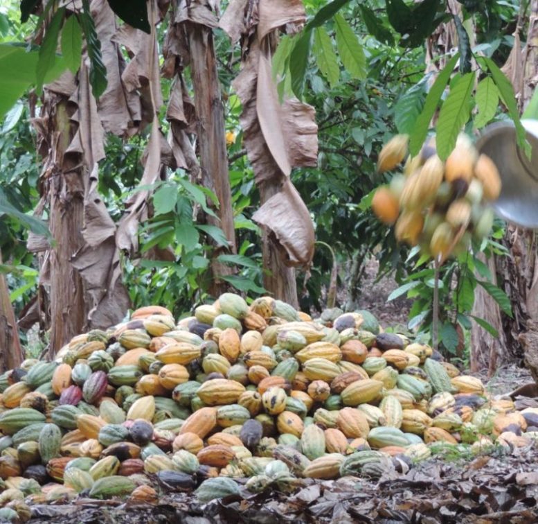 A heap of freshly harvested yellow and green cocoa pods under cocoa trees