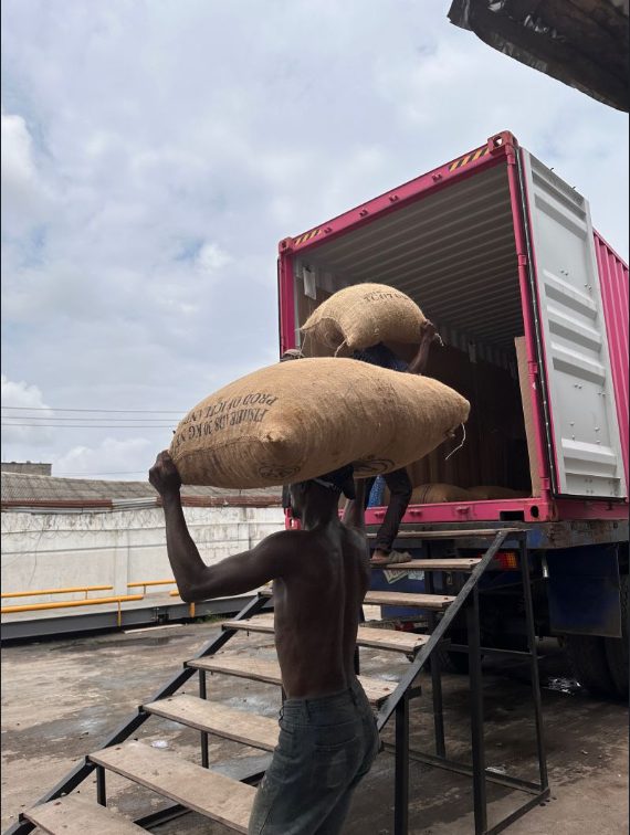 A worker carries a jute bag of cocoa up a ramp into a shipping container
